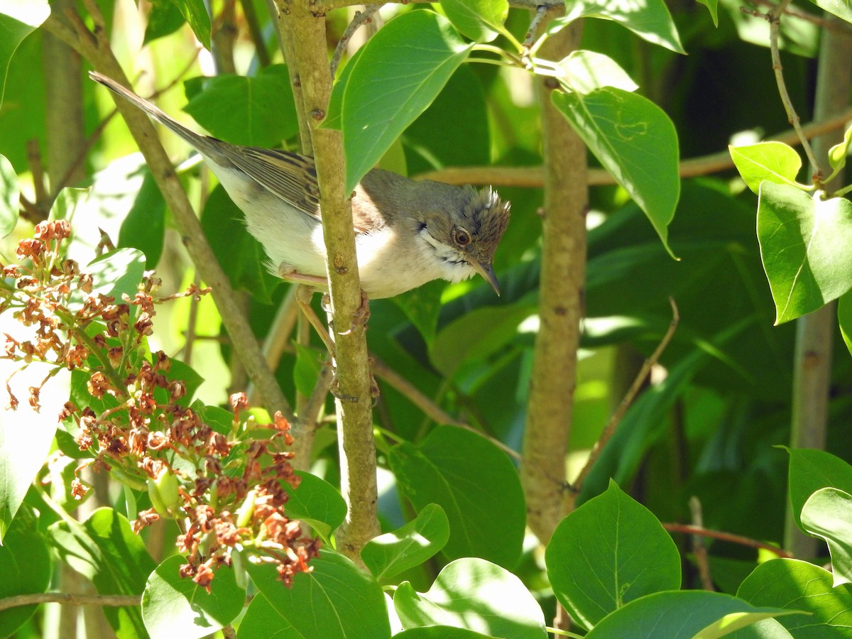 Greater Whitethroat - ML620908733