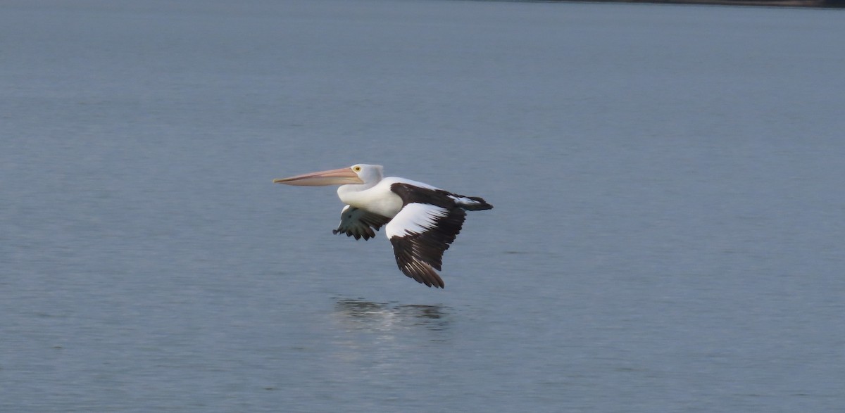 pelikán australský - ML620908735