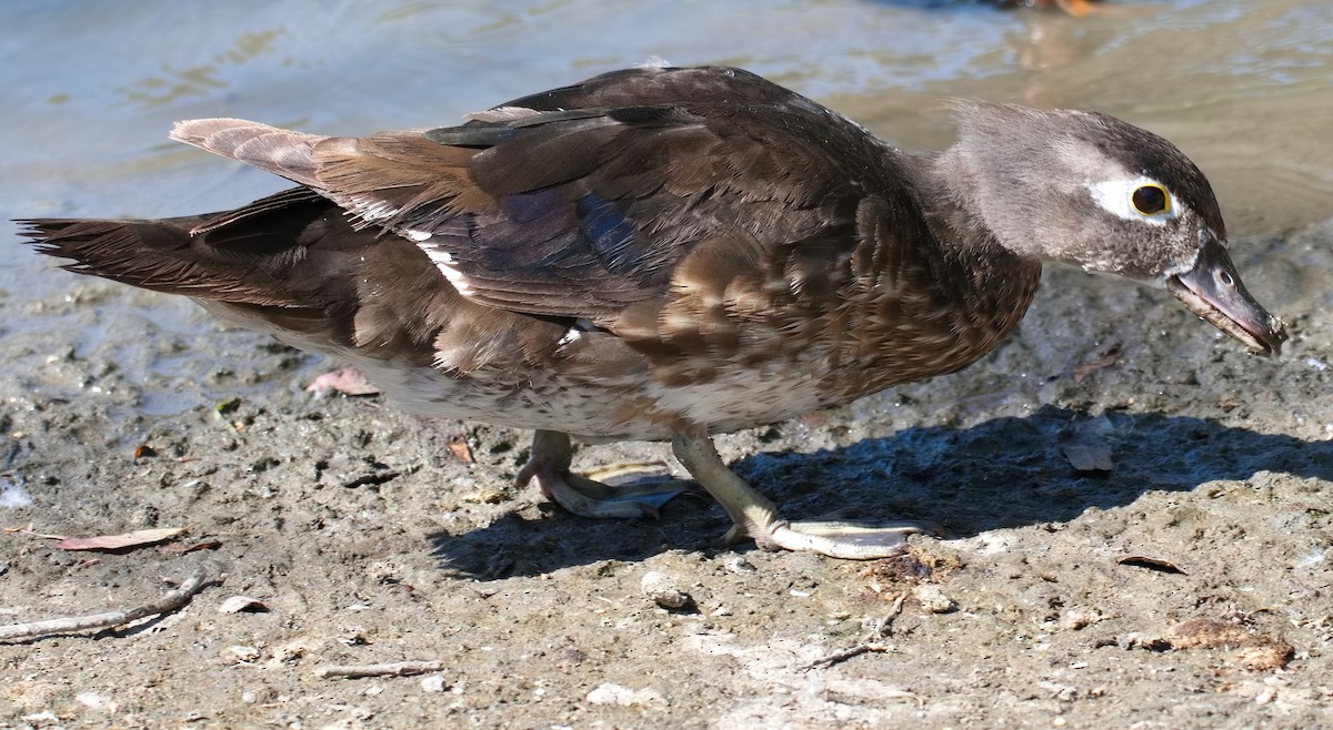 Wood Duck - ML620908739