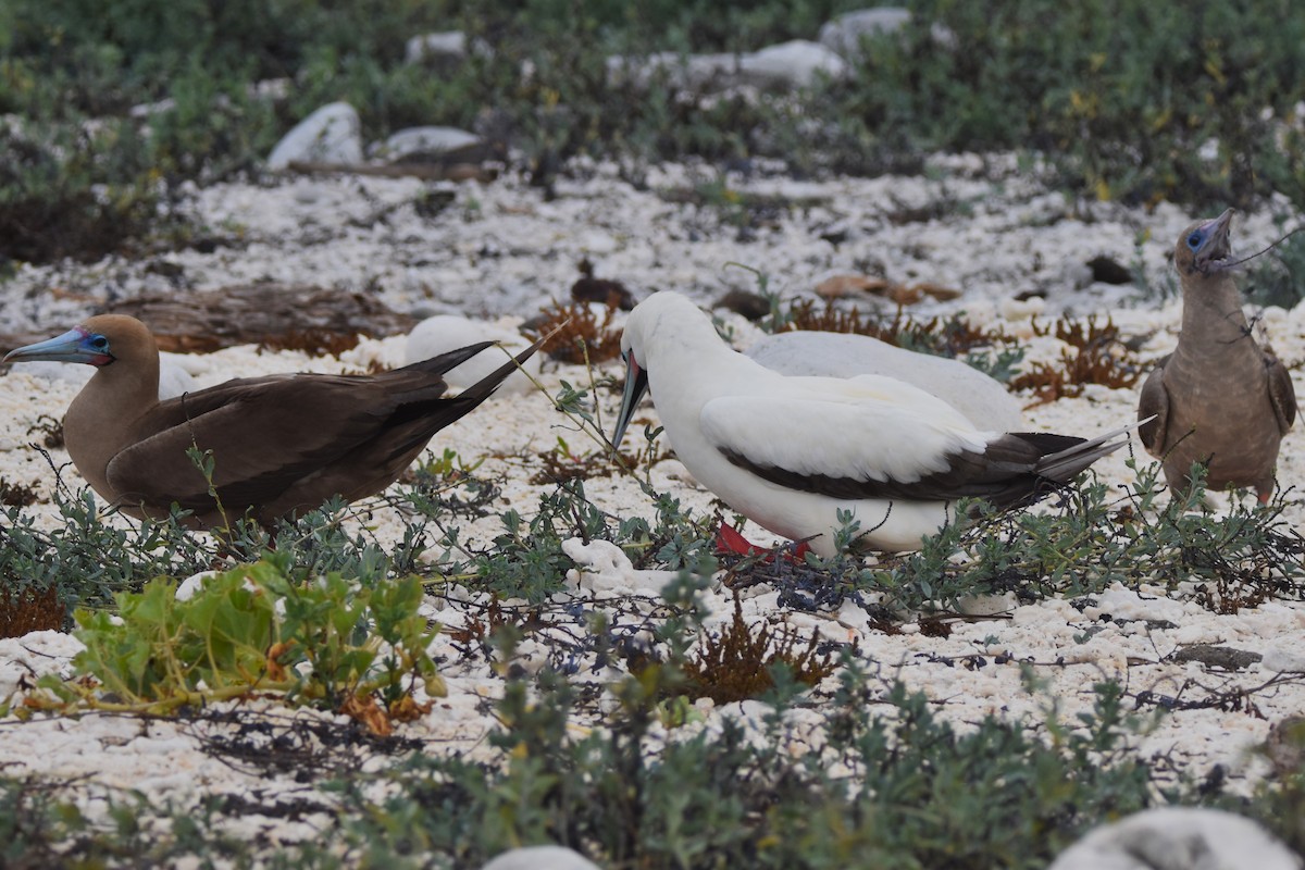 Red-footed Booby - ML620908741