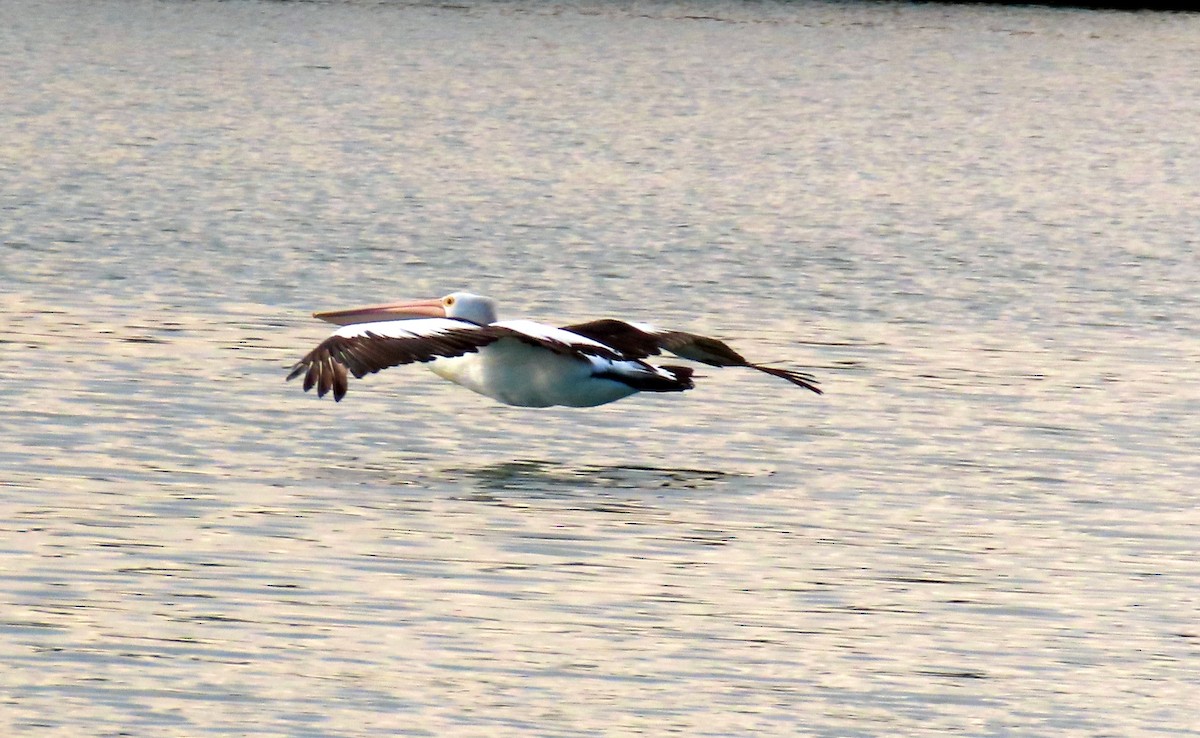 pelikán australský - ML620908752