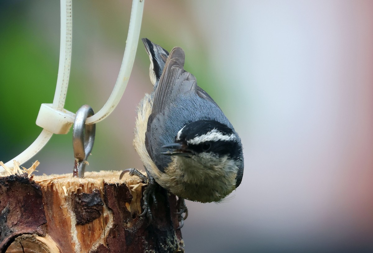 Red-breasted Nuthatch - ML620908753