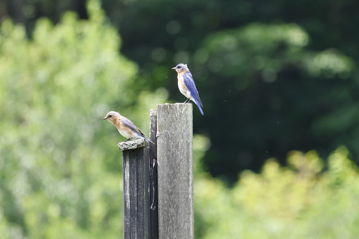 Eastern Bluebird - ML620908757