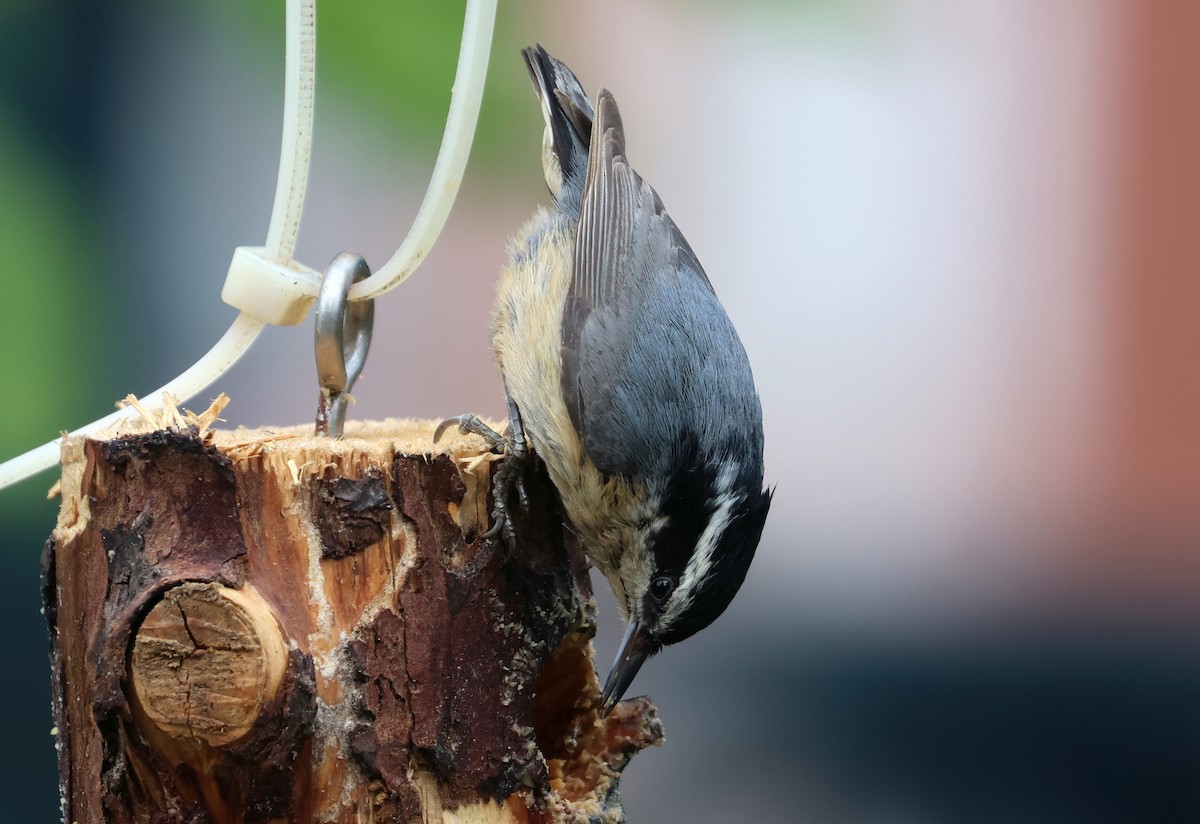 Red-breasted Nuthatch - ML620908761
