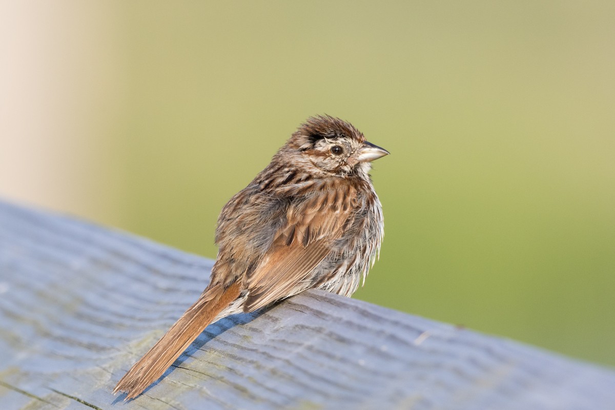 Song Sparrow - ML620908765