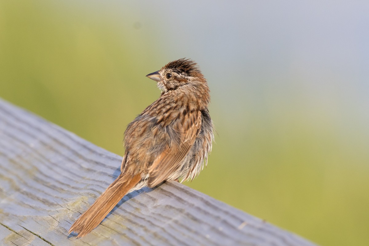 Song Sparrow - ML620908766