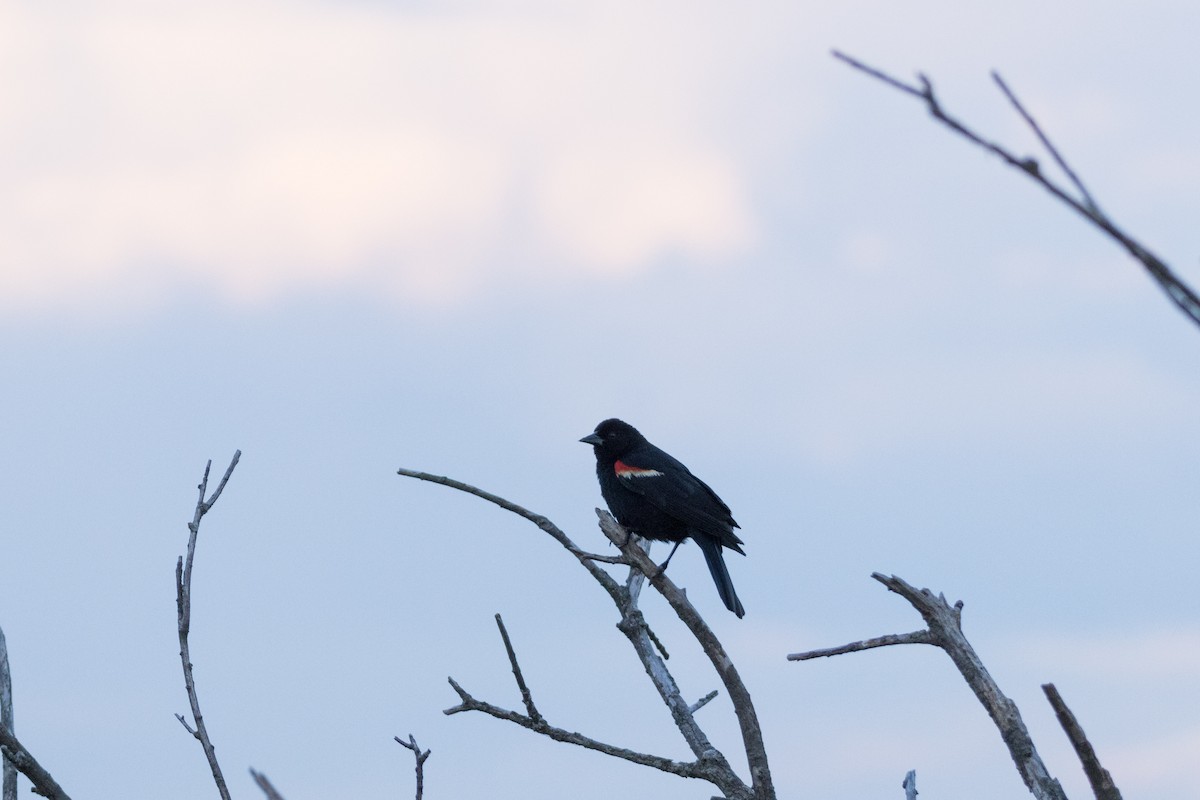 Red-winged Blackbird - ML620908768