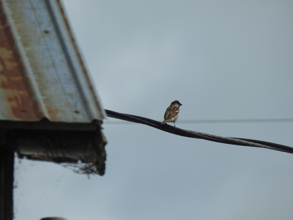 House Sparrow - ML620908775