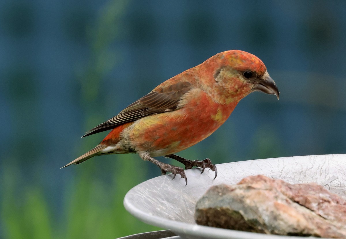 Red Crossbill - ML620908777