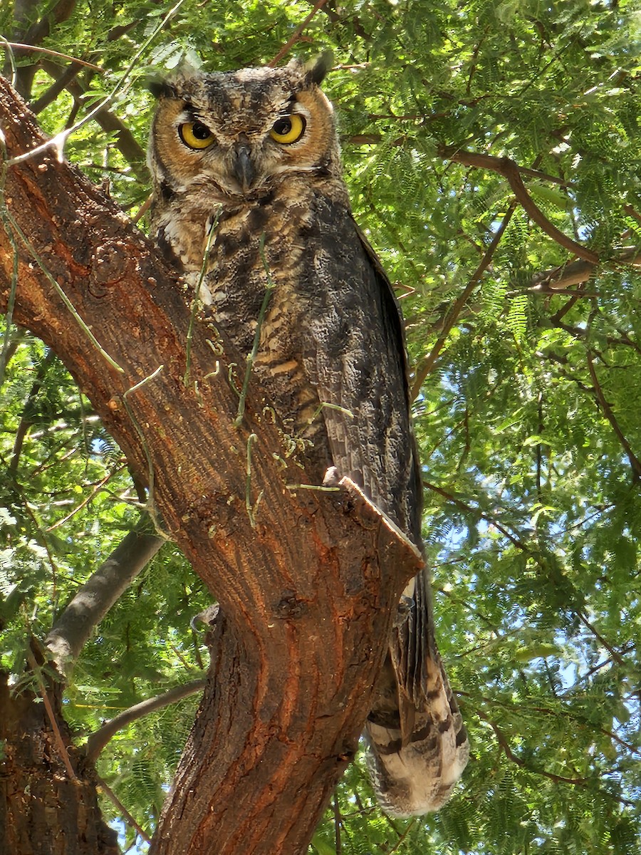 Great Horned Owl - ML620908778