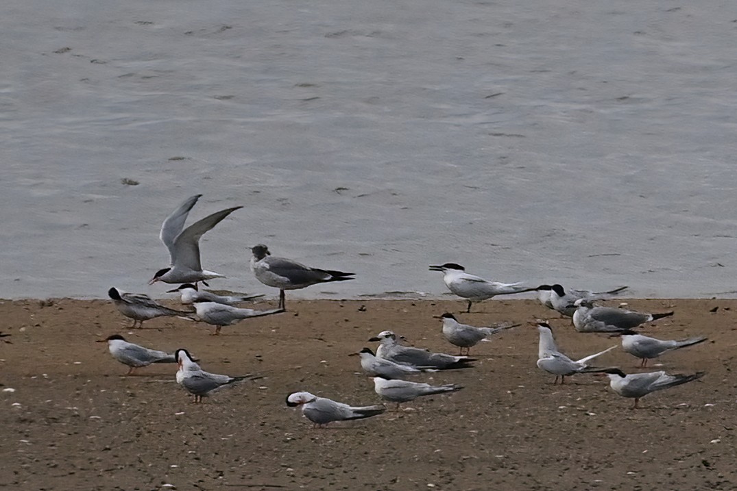 Sandwich Tern - Eileen Gibney