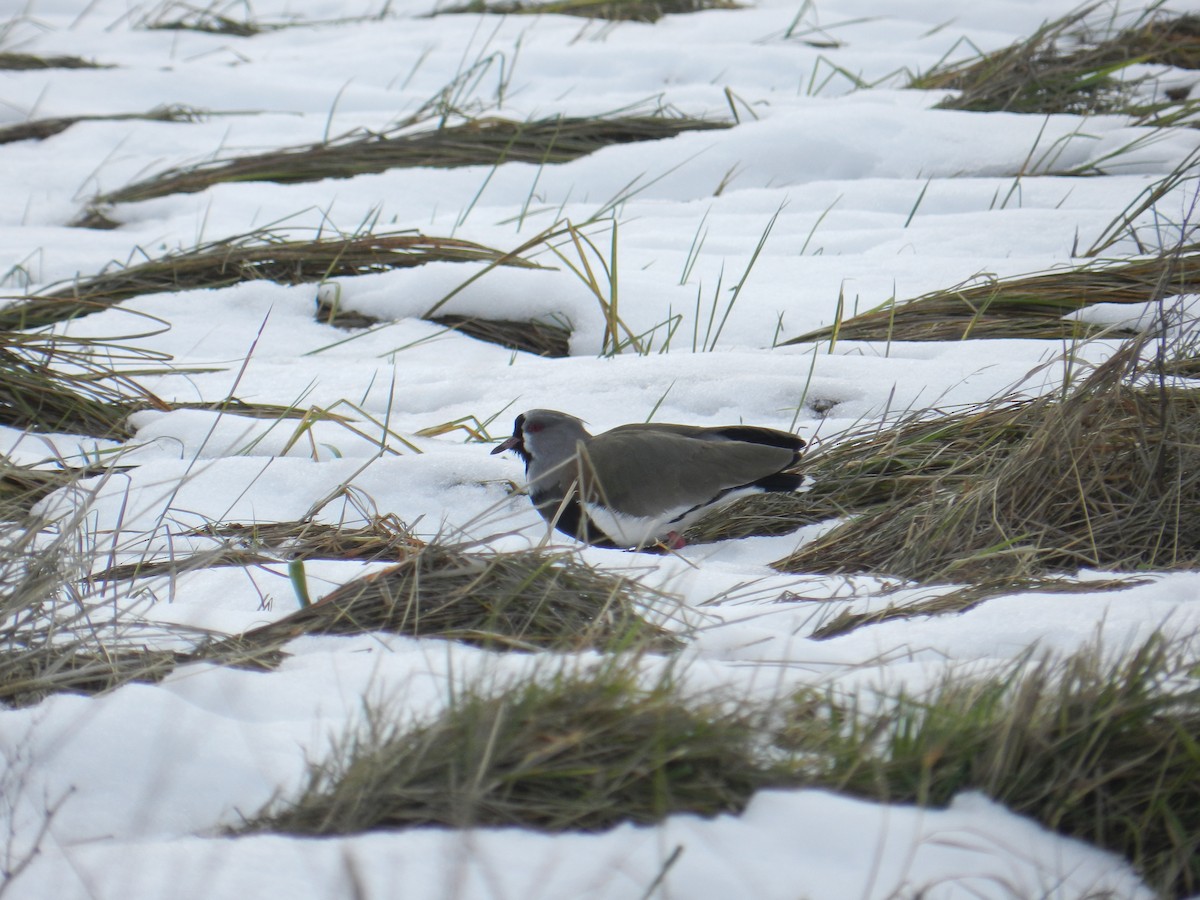 Southern Lapwing - ML620908784