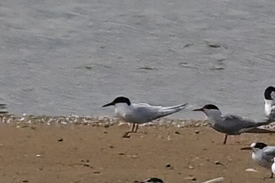 Roseate Tern - ML620908788