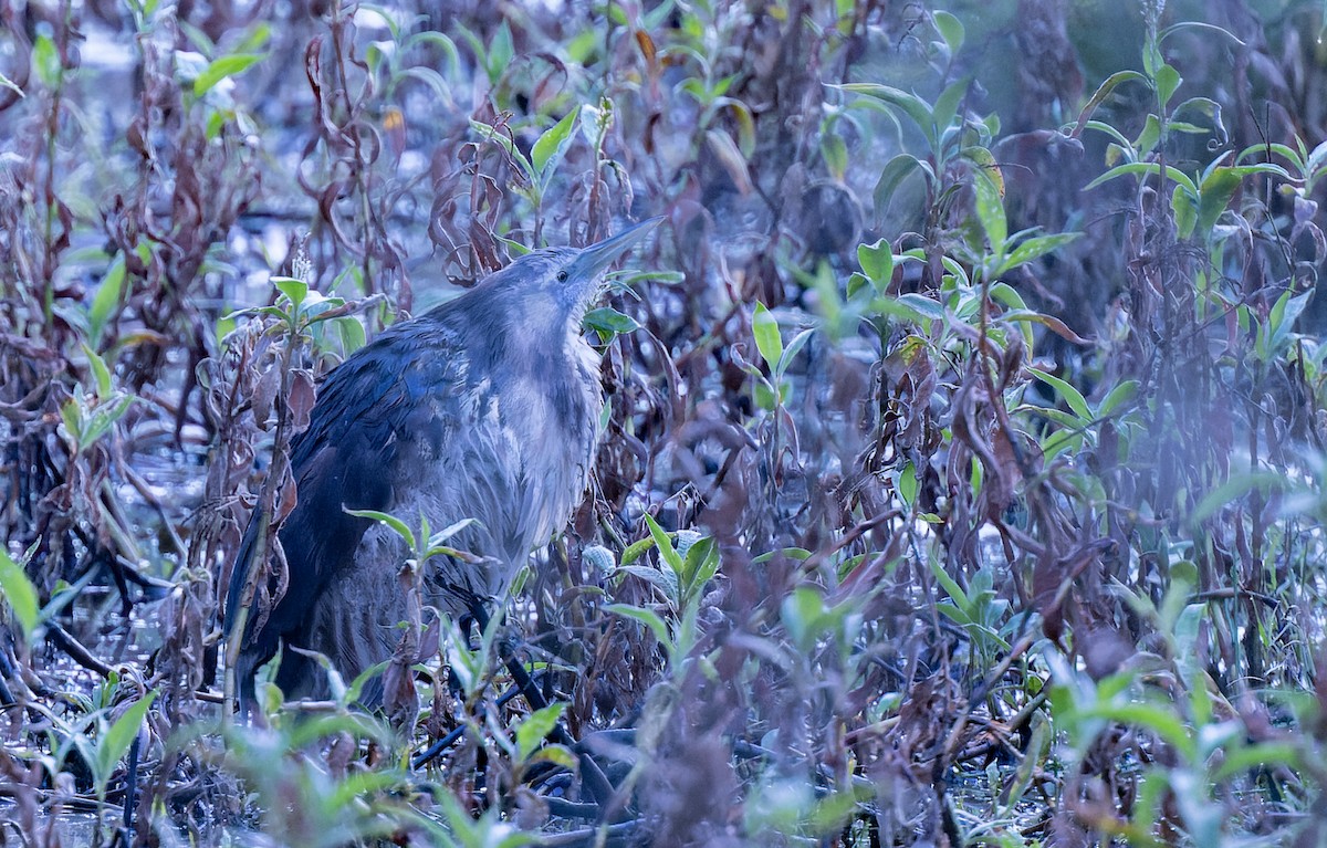 Australasian Bittern - ML620908790