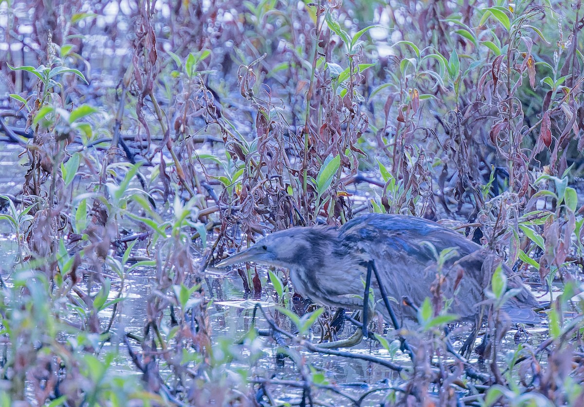 Australasian Bittern - ML620908791