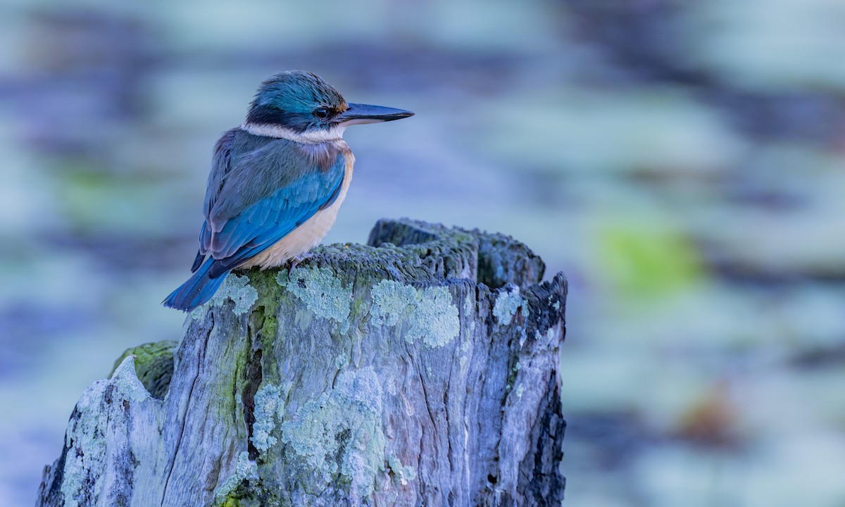 Sacred Kingfisher - ML620908793