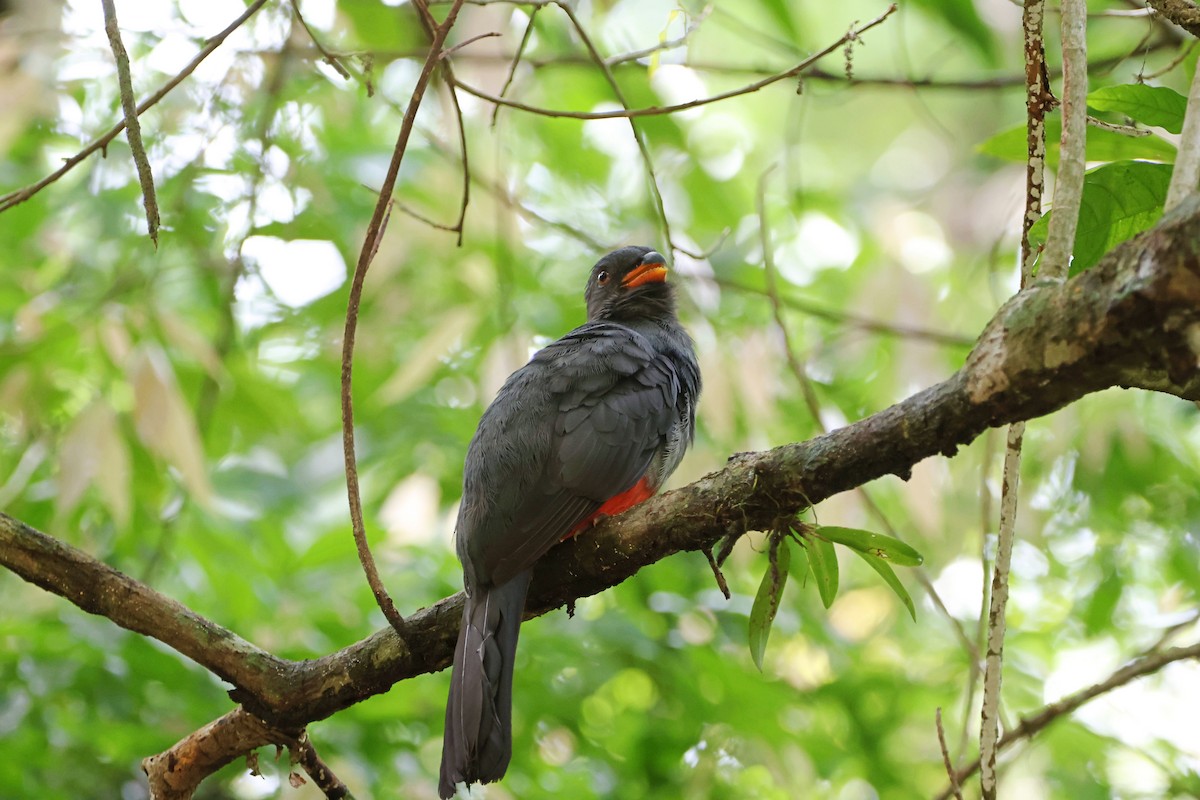 Slaty-tailed Trogon - ML620908794