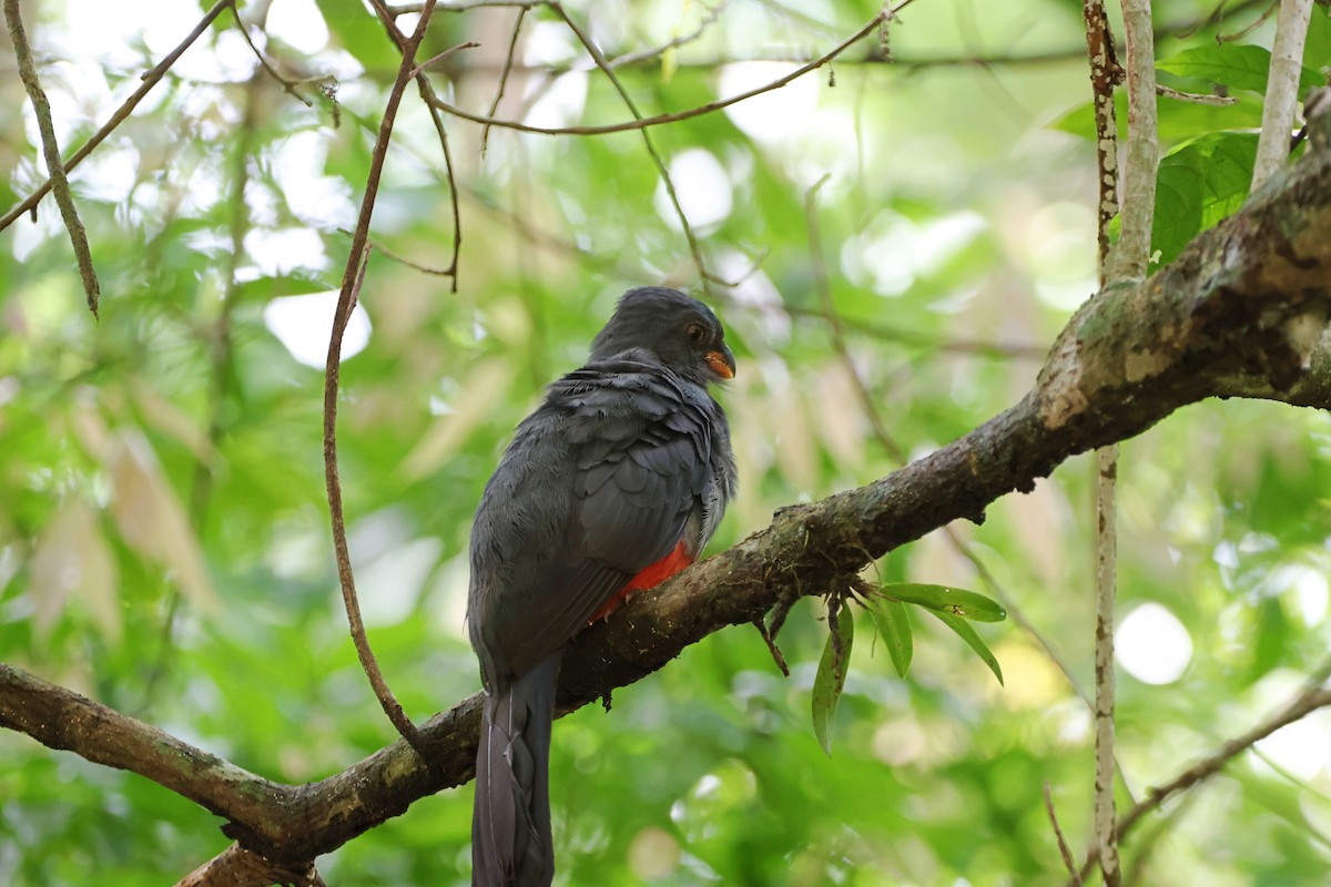 Slaty-tailed Trogon - ML620908795