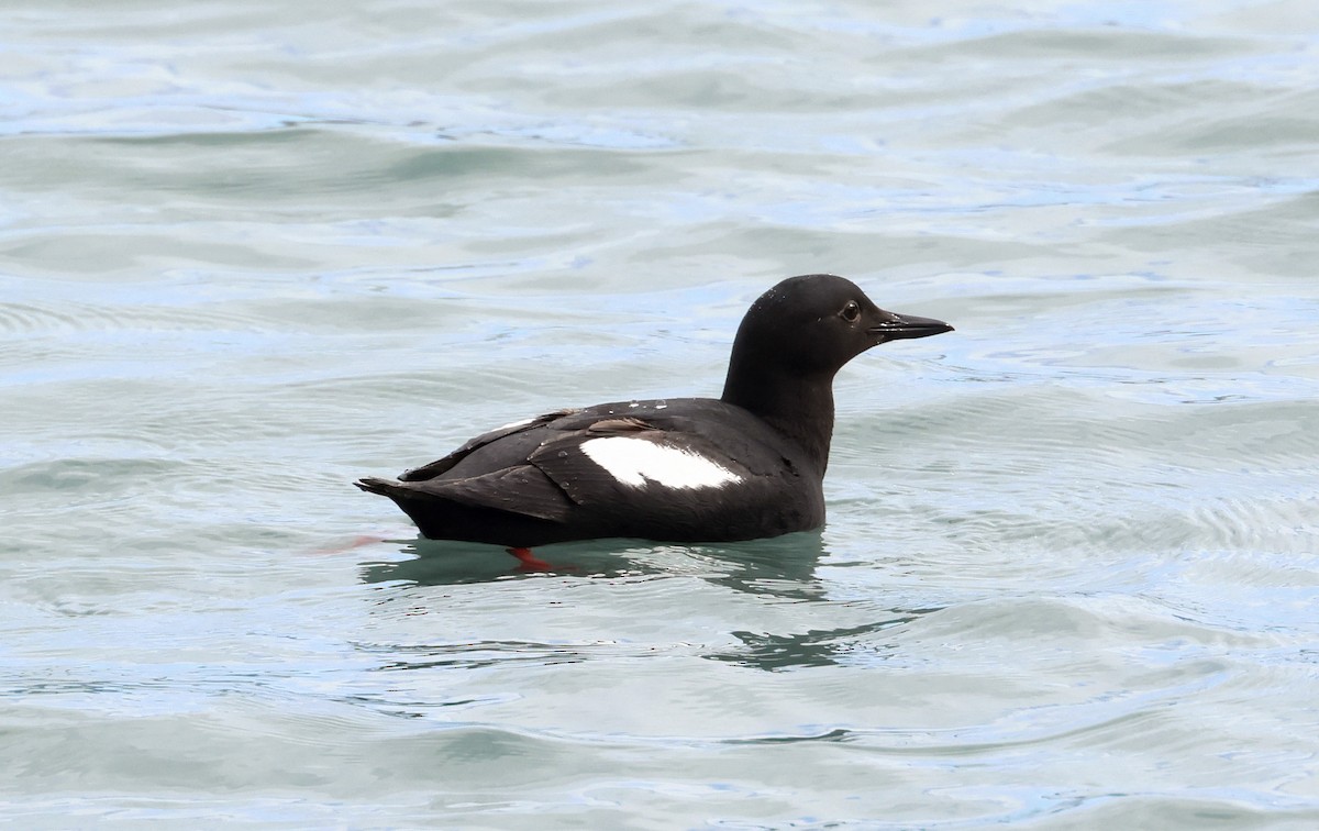 Pigeon Guillemot - ML620908796