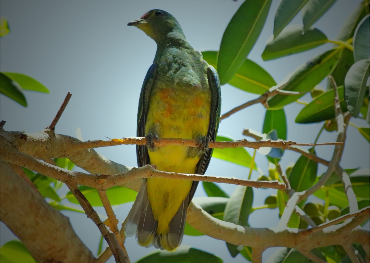 Rose-crowned Fruit-Dove - ML620908799