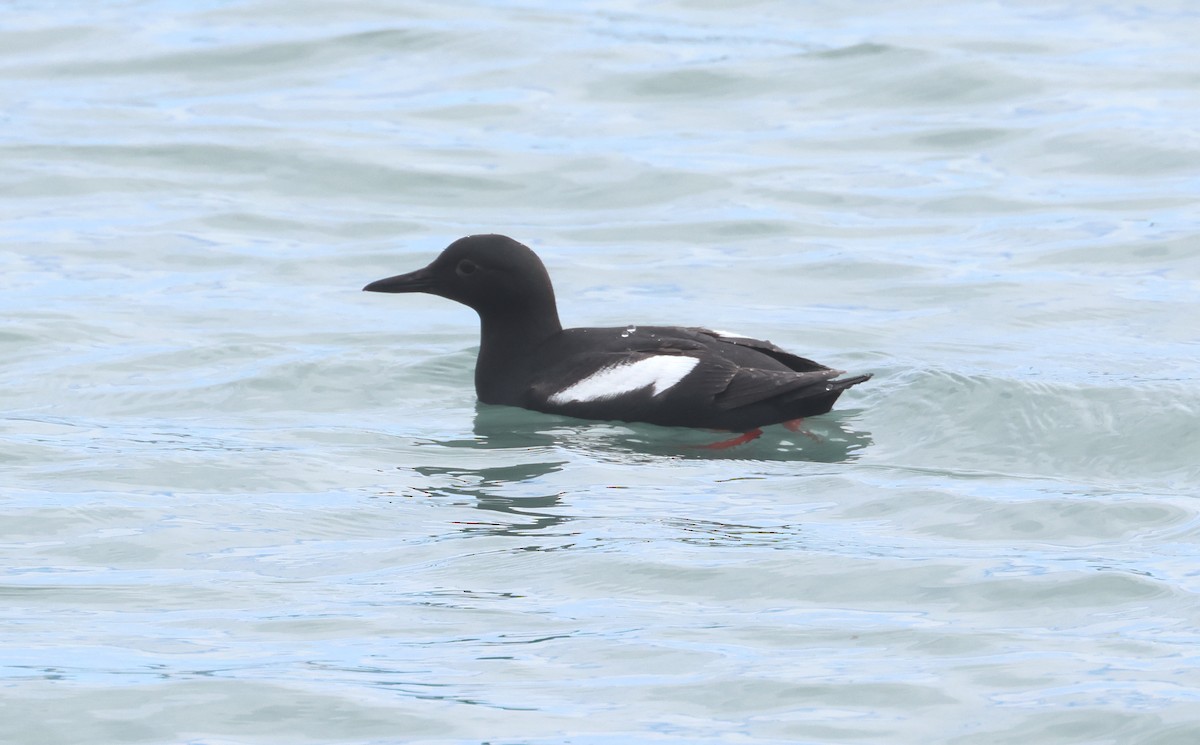 Pigeon Guillemot - ML620908803