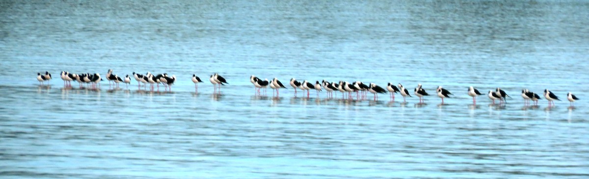 Pied Stilt - ML620908804