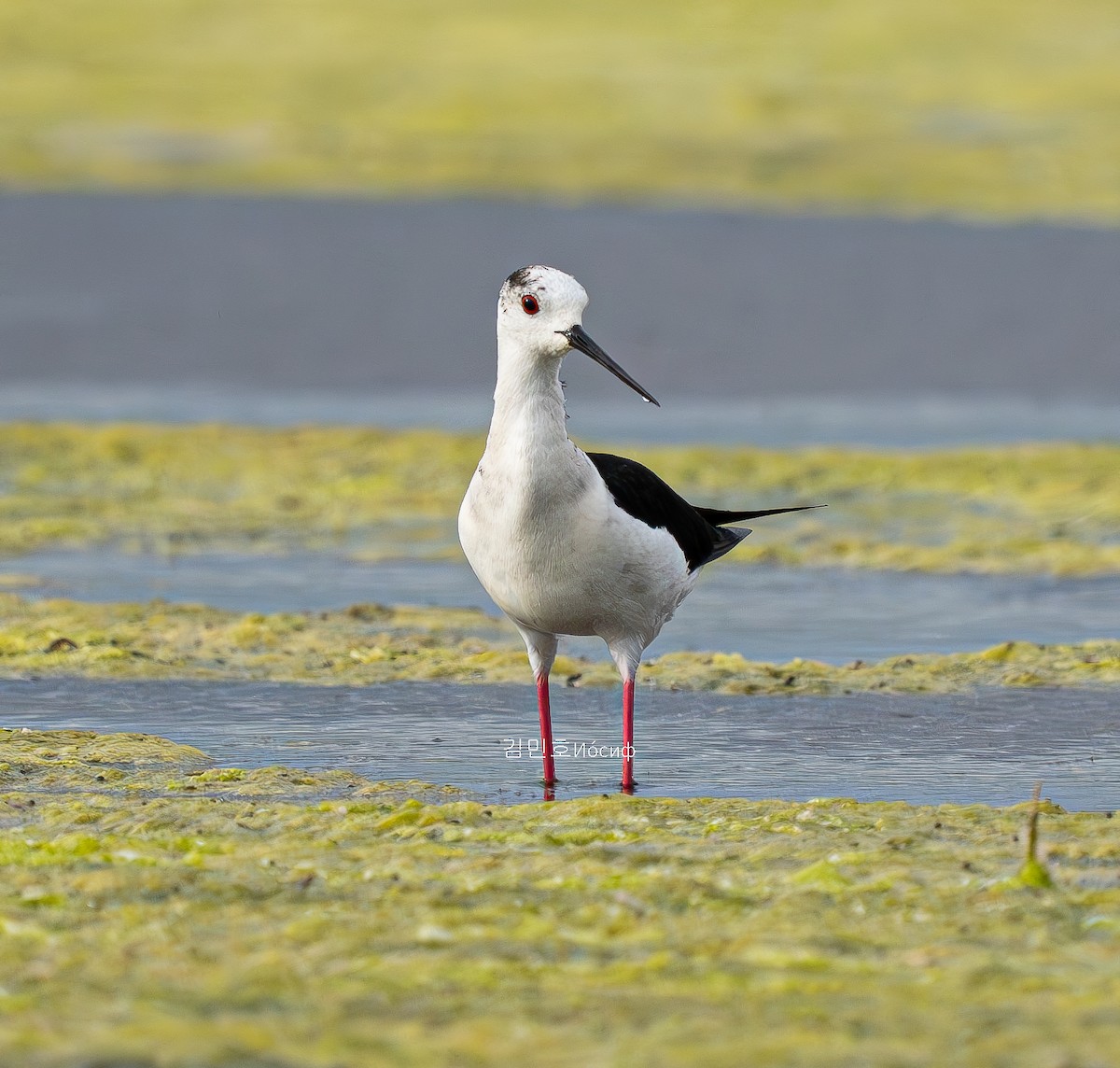 Black-winged Stilt - ML620908806