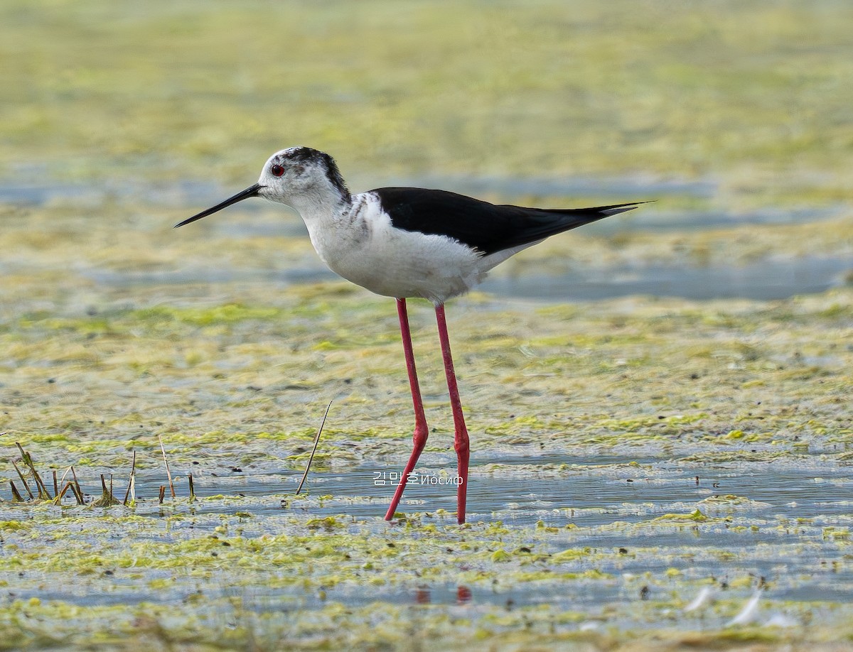 Black-winged Stilt - ML620908807