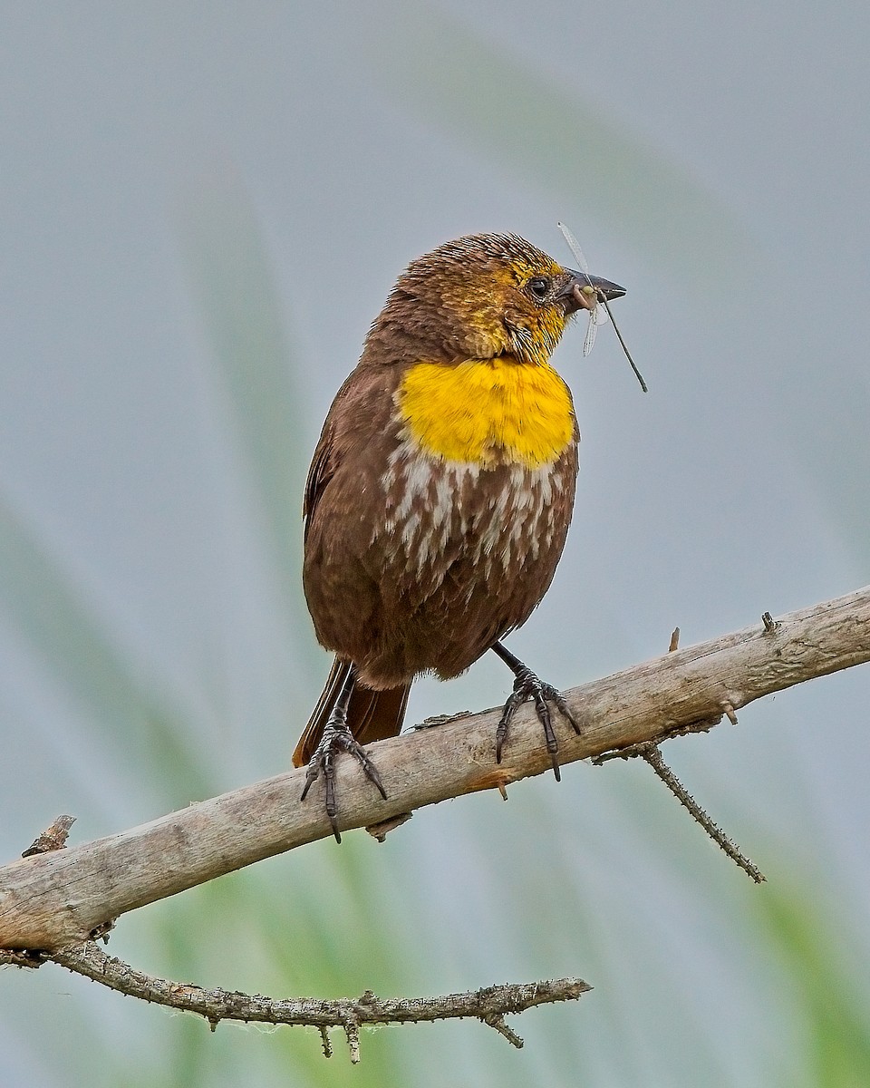 Yellow-headed Blackbird - Frank Letniowski