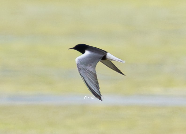 White-winged Tern - ML620908811
