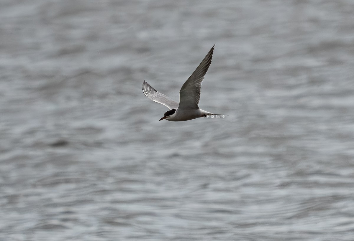 Common Tern - ML620908813