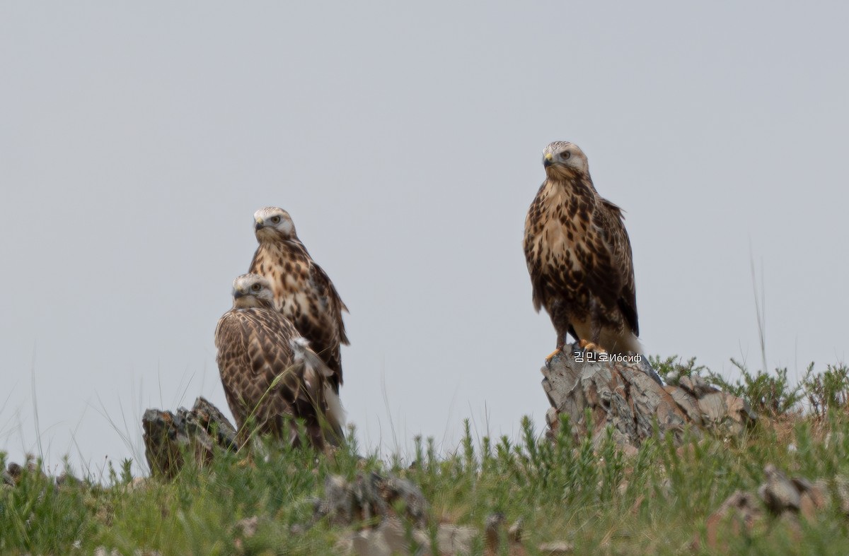 Upland Buzzard - ML620908817