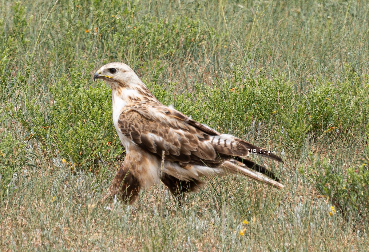 Mongolenbussard - ML620908818