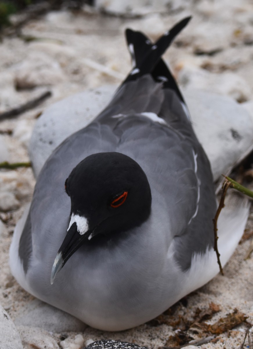 Swallow-tailed Gull - ML620908819