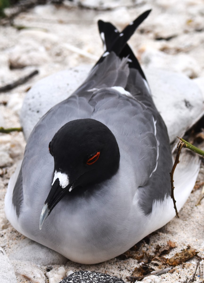 Swallow-tailed Gull - ML620908820