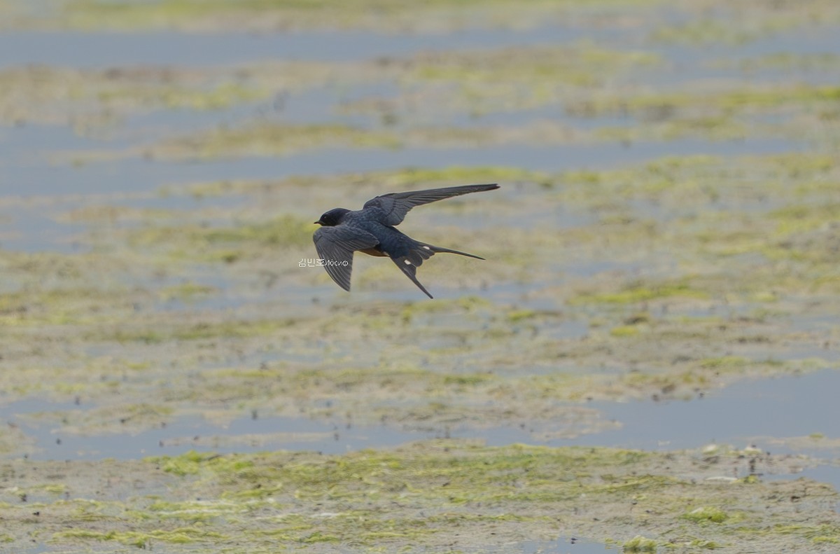 Barn Swallow - ML620908828