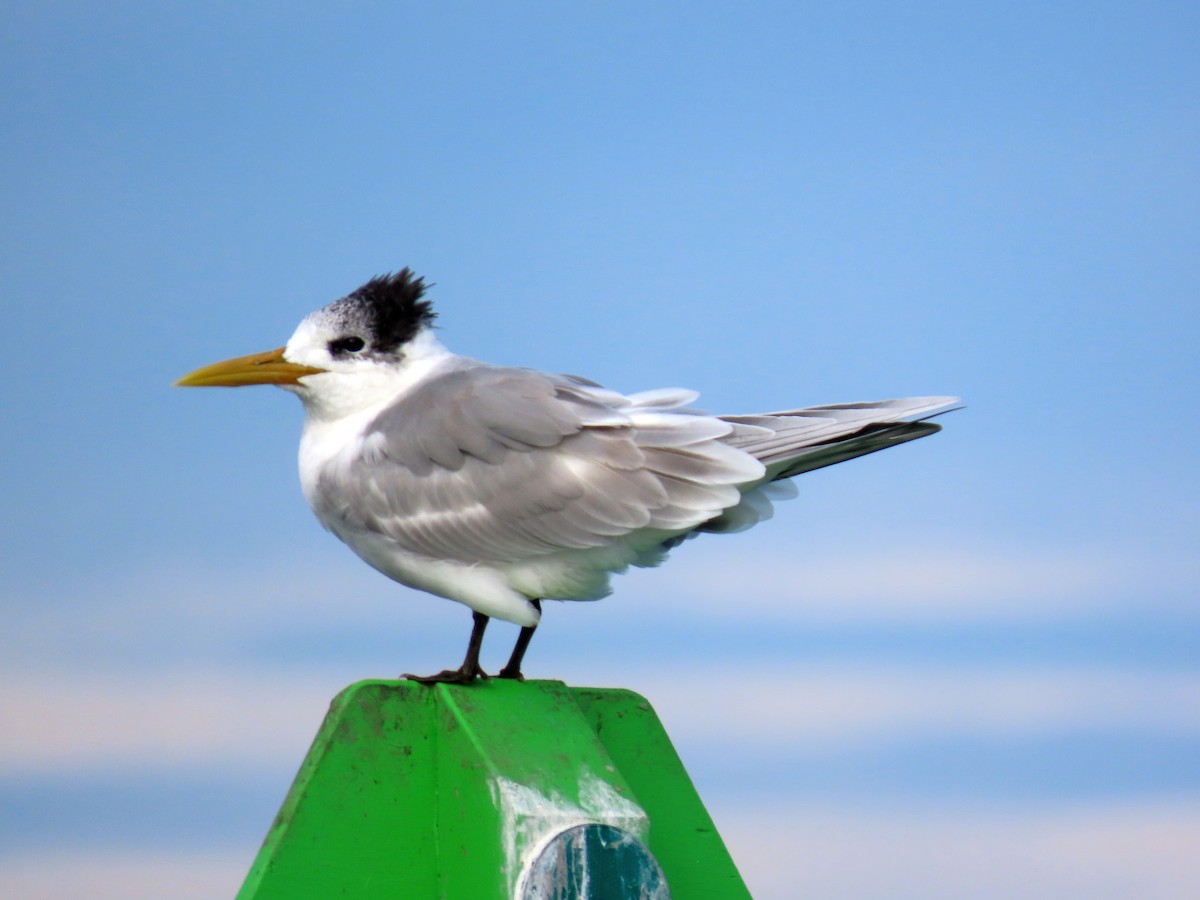 Great Crested Tern - ML620908829