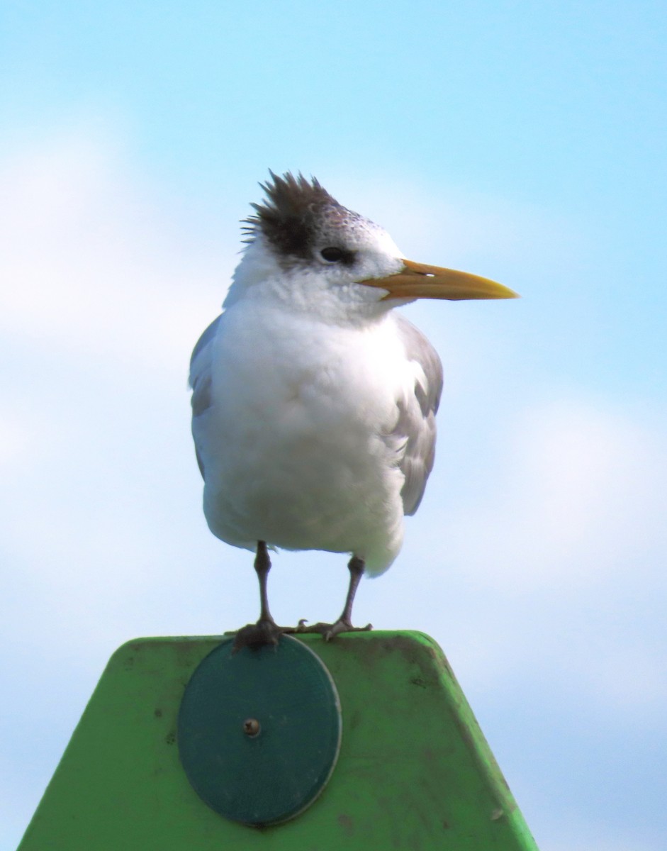 Great Crested Tern - ML620908831