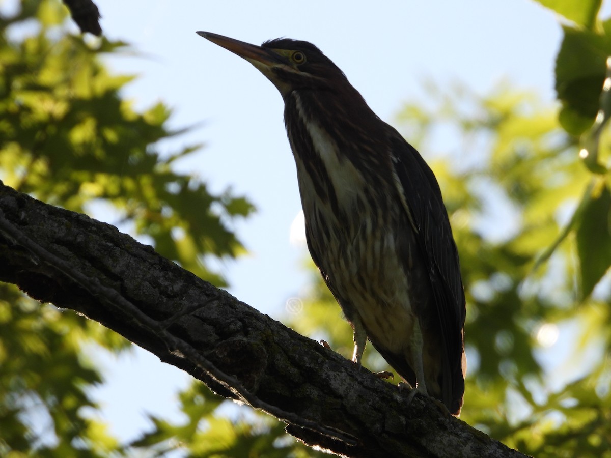 Green Heron - ML620908835