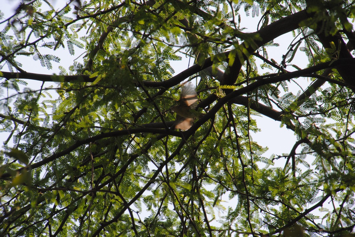 Hume's Warbler - ML620908836