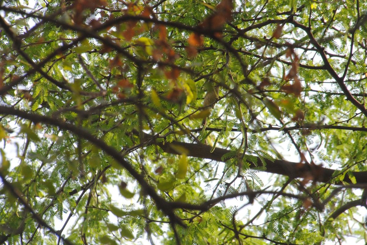 Hume's Warbler - ML620908838