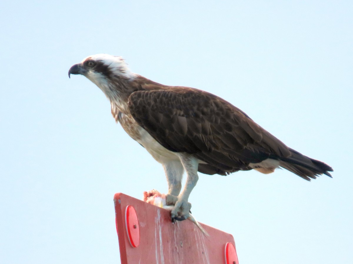 Osprey - Greg Neill