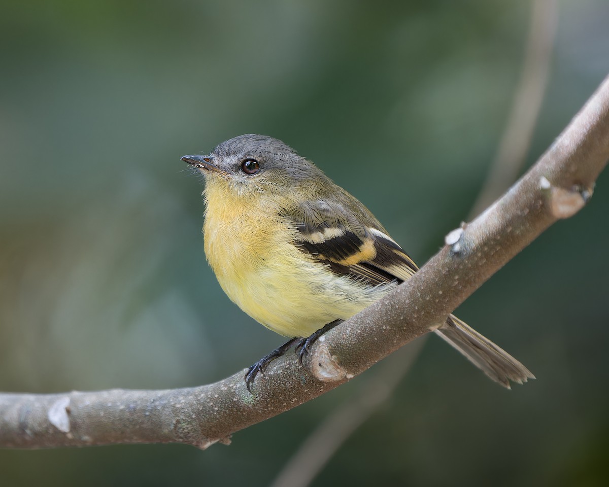 Handsome Flycatcher - ML620908843