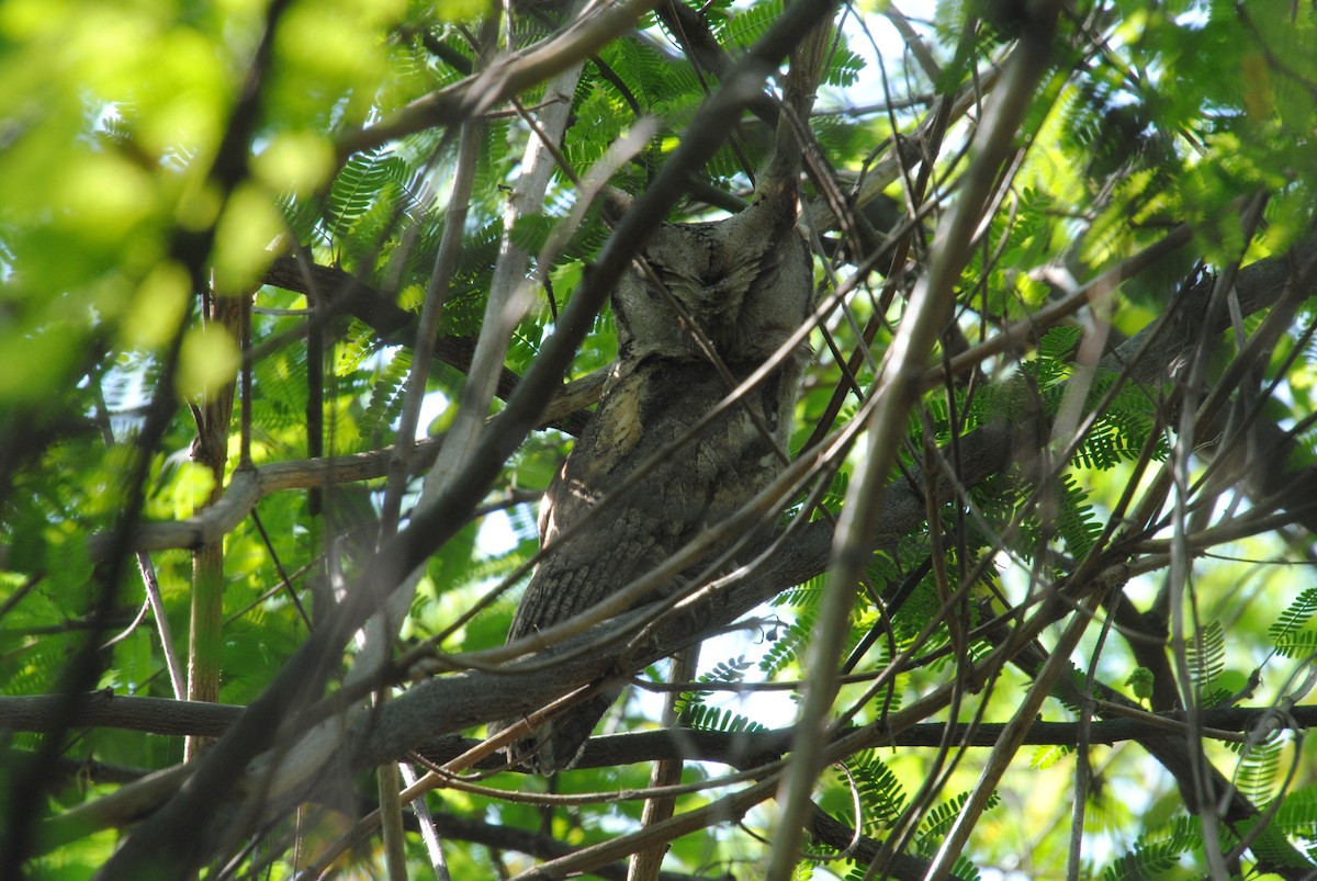 Indian Scops-Owl - Alyssa DeRubeis