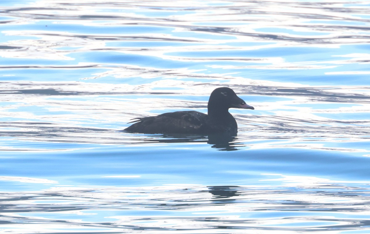 White-winged Scoter - ML620908849