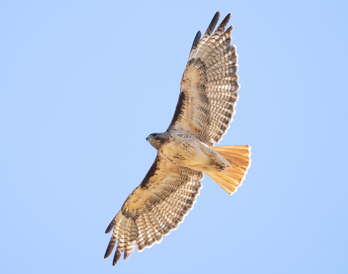 Red-tailed Hawk - ML620908861