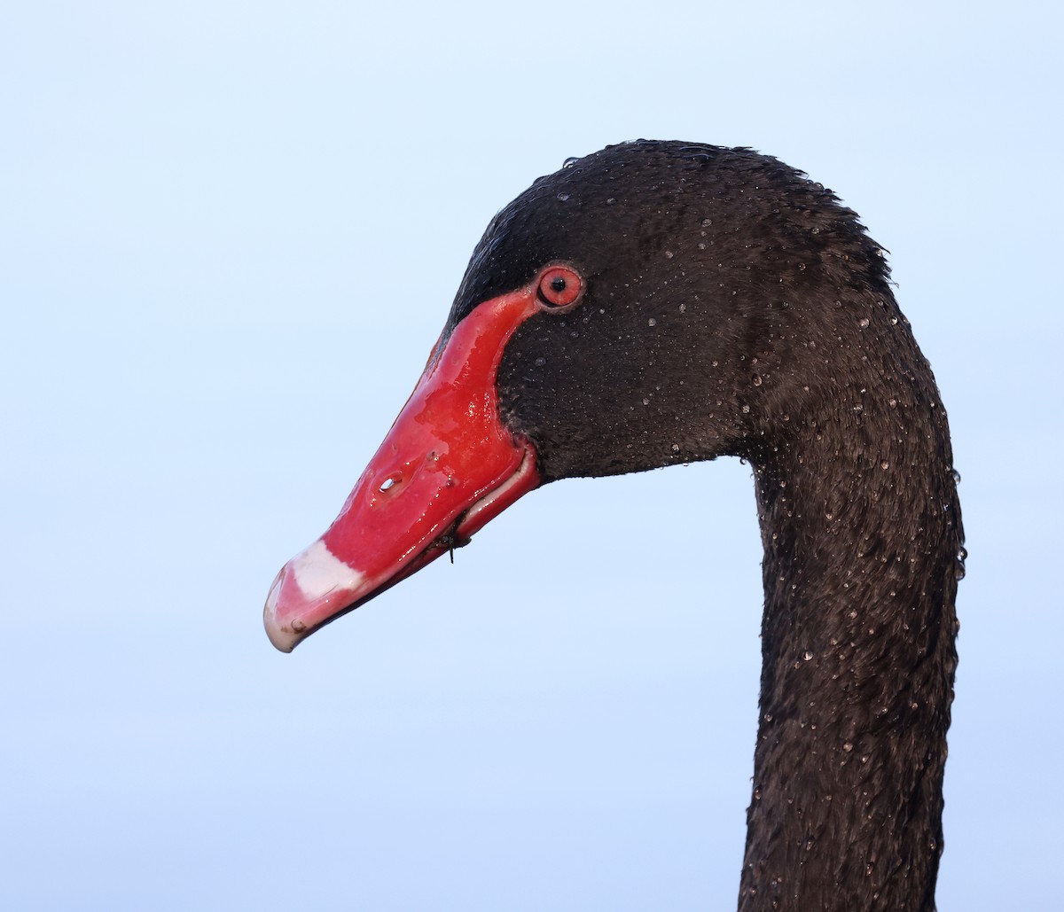 Black Swan - ML620908871