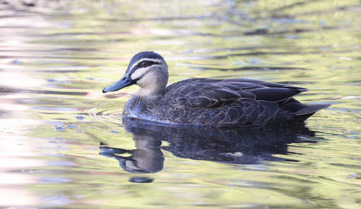 Pacific Black Duck - ML620908883