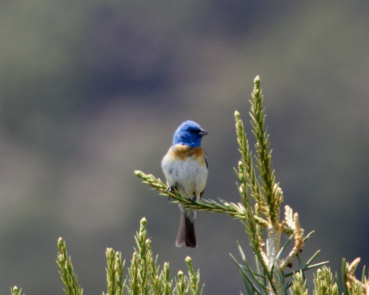 Lazuli Bunting - ML620908890