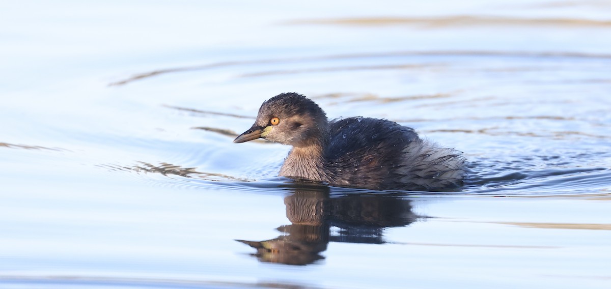 Australasian Grebe - ML620908893